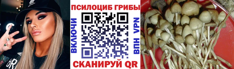 купить   Котово  Галлюциногенные грибы Psilocybe 